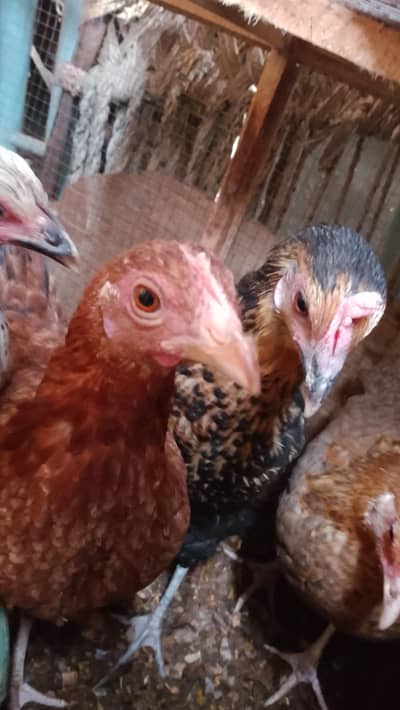 golden misri for sale in cheap price