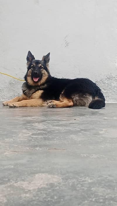 German Shepherd Female