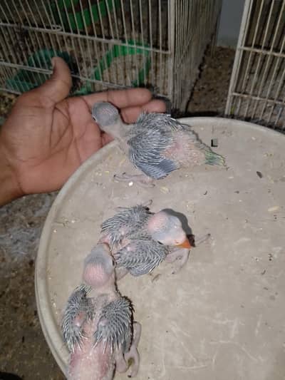 RINGNECK CHECKS AVAILABLE