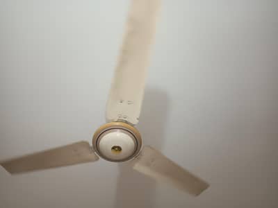 Royal fan almost new