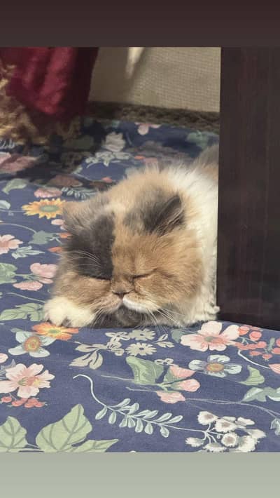 Calico female ready to breed