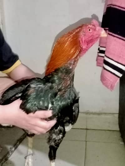 Barmi chicks for sale 1 month old