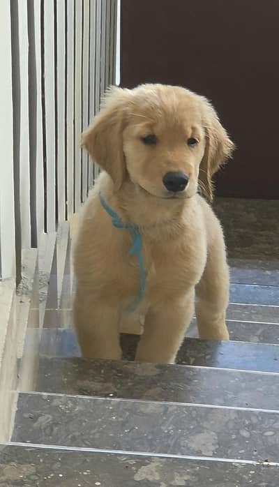 Premium Golden Retriever Puppies (1.15L - 1.25L) - Champion Bloodline