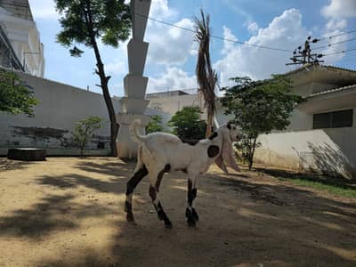 beetal kamori cross goats