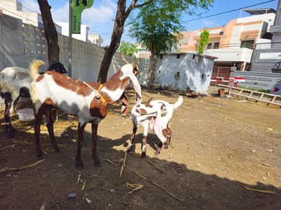 beetal kamori cross goats