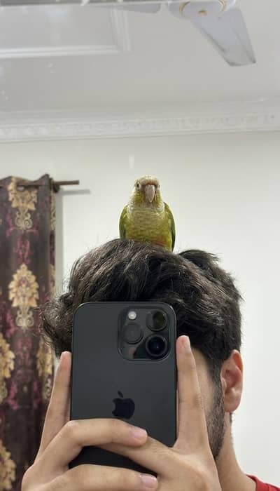 pineapple conure healthy and active chick
