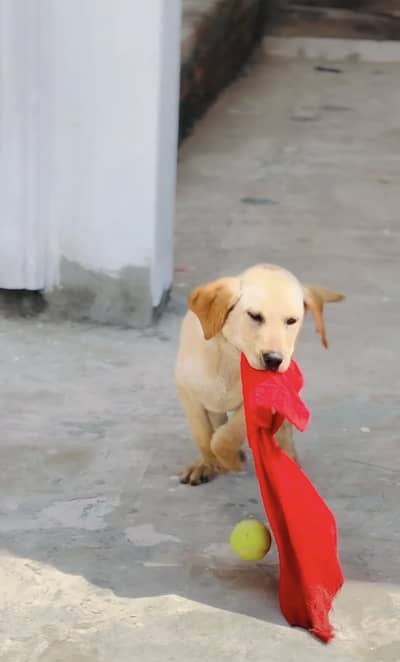 Labrador pure font colour 03156071889