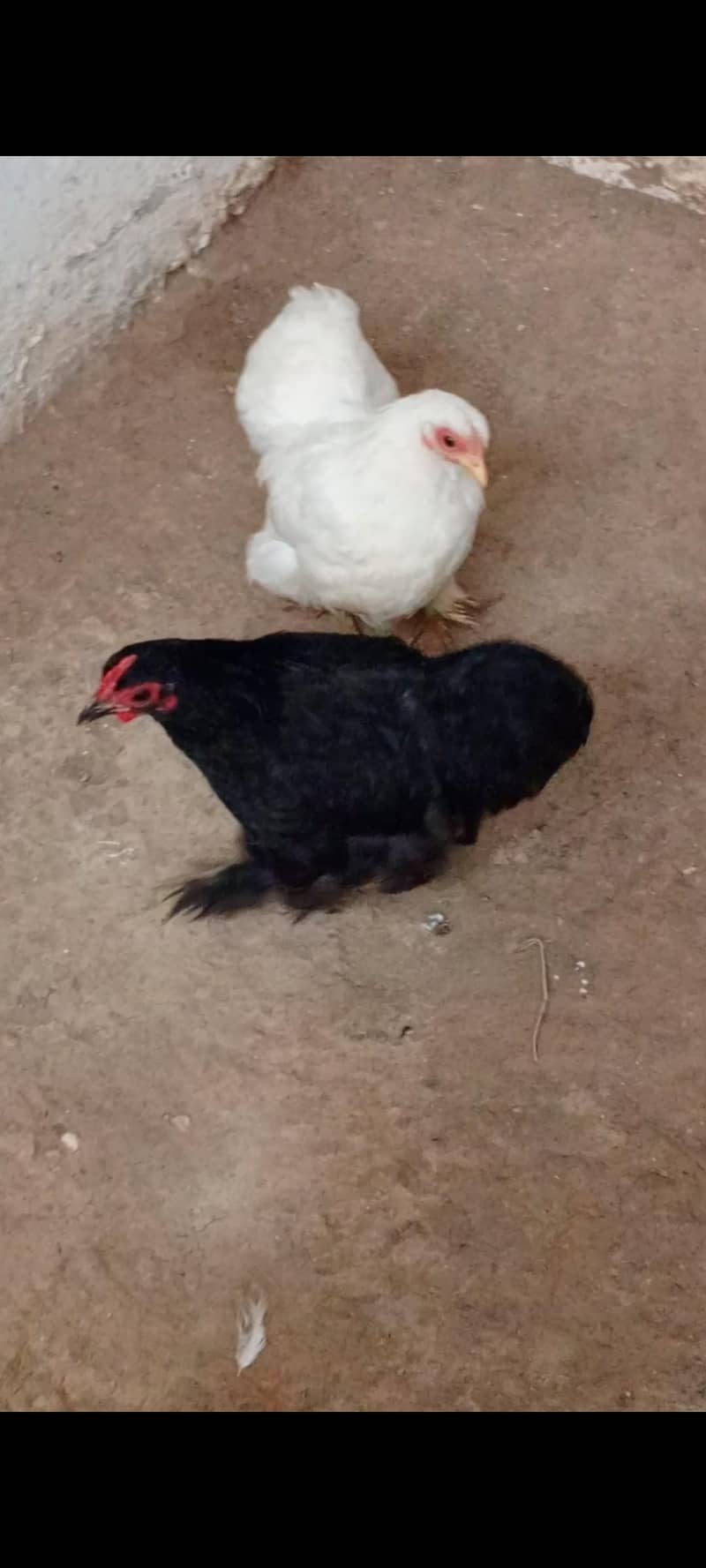 pure buff bantom active pair 0