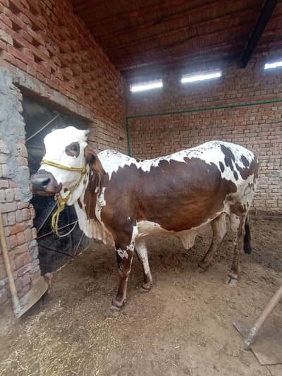 QURBANI ( Wachii ) Fiir Sale