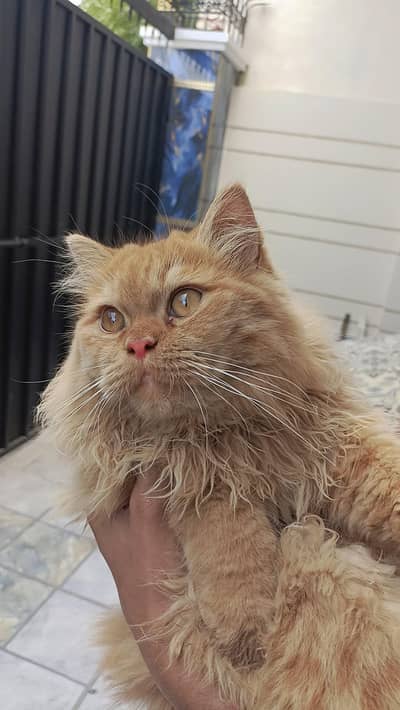 withe cat blue eye and ginger color