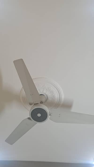 Royal Ceiling Fans