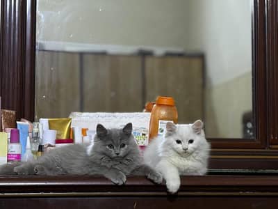 Domestic long haired cats, vaccinated, 13 months, grey & white