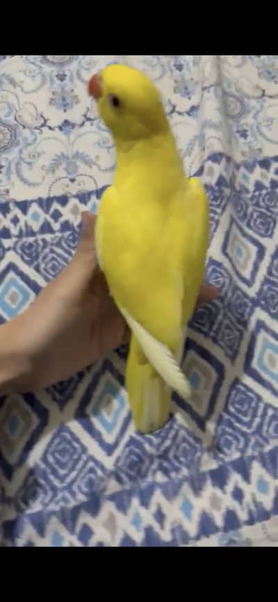 Yellow ringneck male for sale