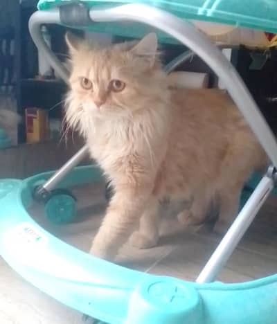 Breeder Persian male cat