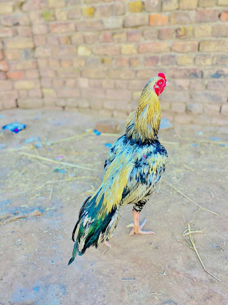 Java murga available 0