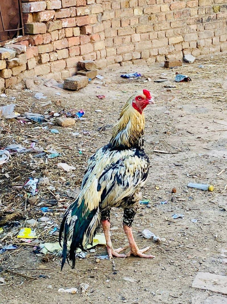 Java murga available 1