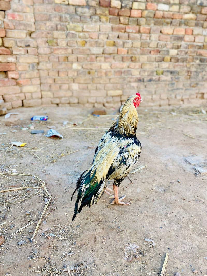 Java murga available 2