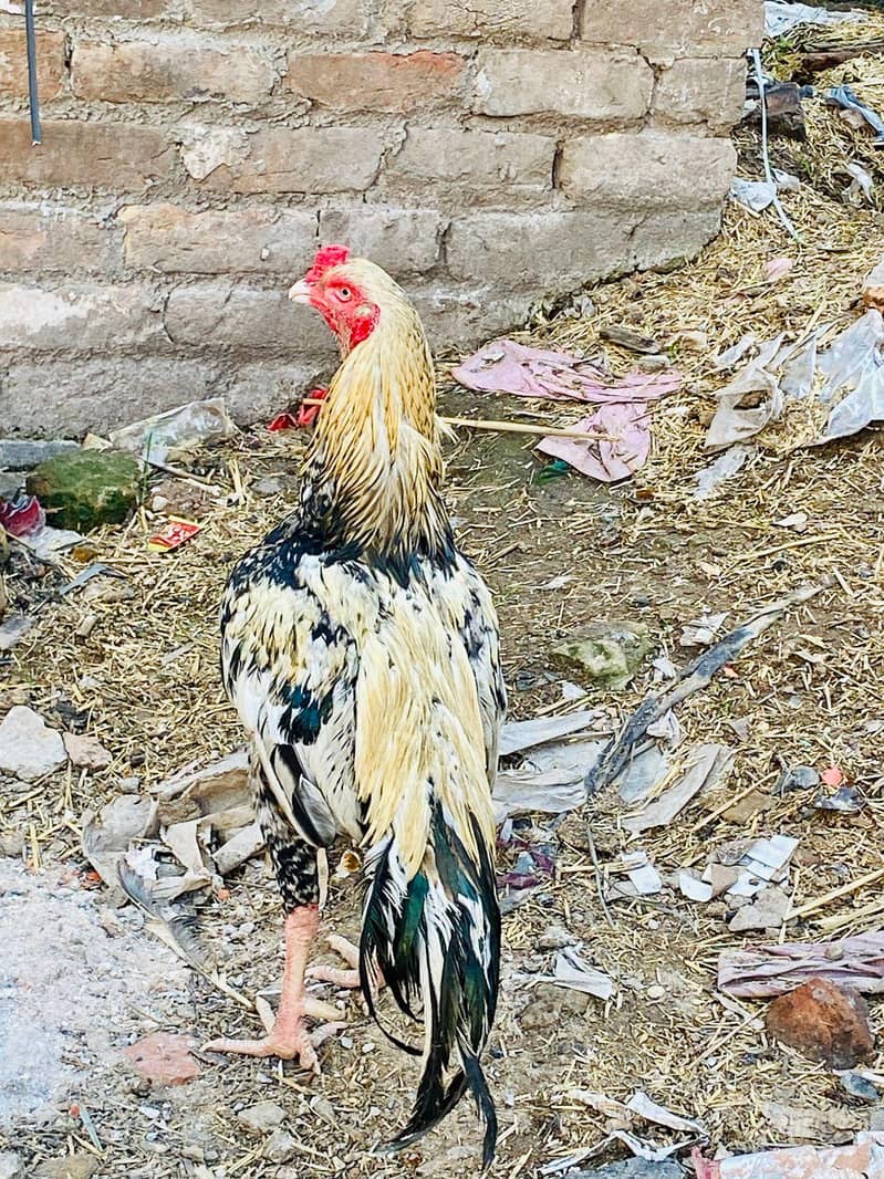 Java murga available 3