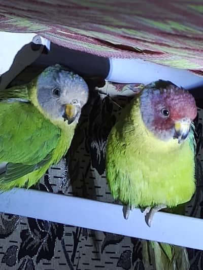 Plum Head Prakeet Pair Hand tame