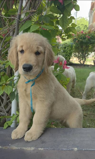 Premium Golden Retriever Puppies (1.15L - 1.25L) - Champion Bloodline