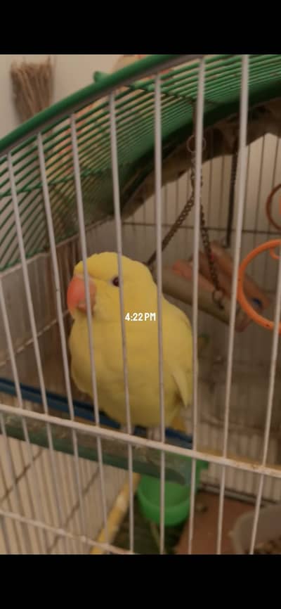 Yellow ringneck for  sale (male)