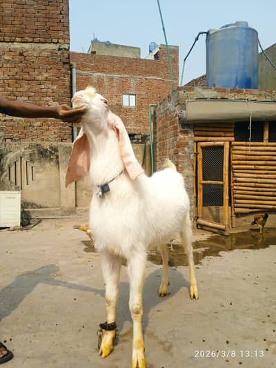 Gulabi rajanpori Bakra breeder