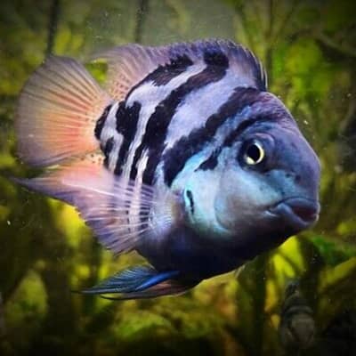 Polar blue parrot fish for sale