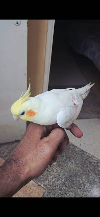 Handtame cocktail | handtame pair | hand tame cocktail | handtamed