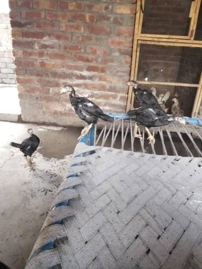 shamo cross age 2 month