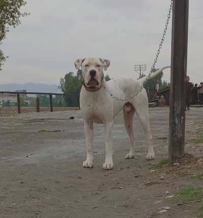 bully gultair male for sale