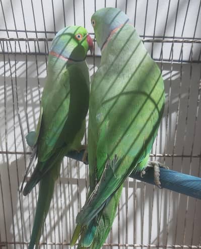 Green Ring Neck Breeder Male