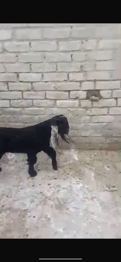 Bakra for sale