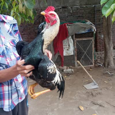 Aseel murga for sell exchange is also possible