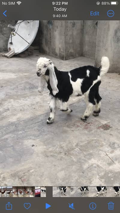 Pure Desi sahiwaal bakra