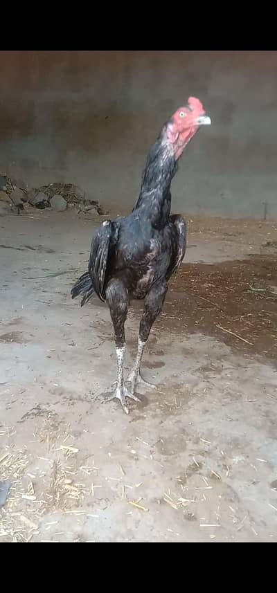 high quality mushka madi para patha for sale