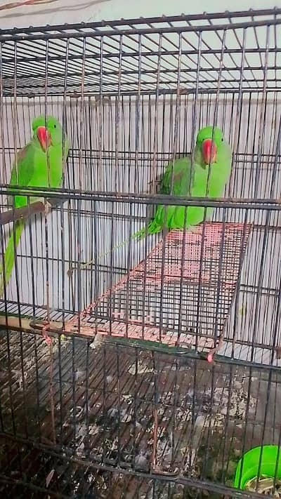 kashmiri raw parrot helthy and active for sale