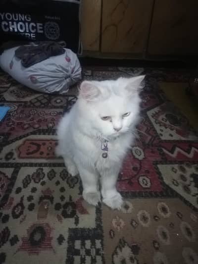 fully white male cat