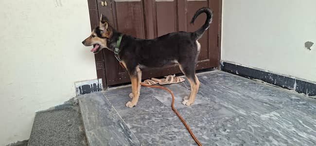 German Shepherd Male Dog