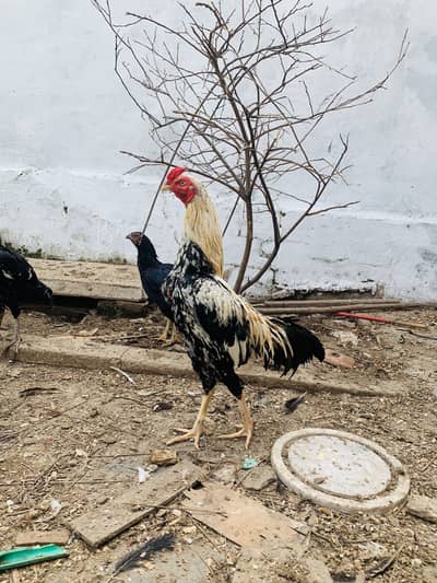 Thai cross Sindhi Aseel long heighted for sale