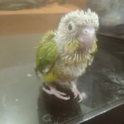 pine apple conure(small conure)
