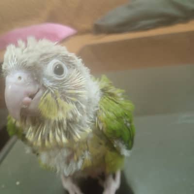 pine apple conure(small conure)
