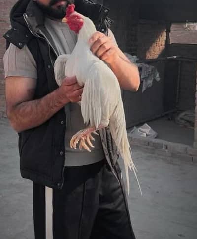 Highest Quality Aseel papaer white for sale