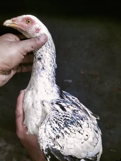 اصلی اور نسلی مرغیاں دستیاب ہیں۔