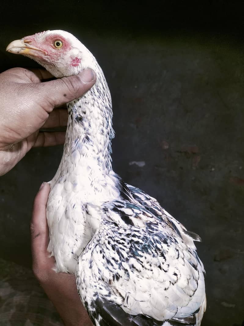 اصلی اور نسلی مرغیاں دستیاب ہیں۔ 0