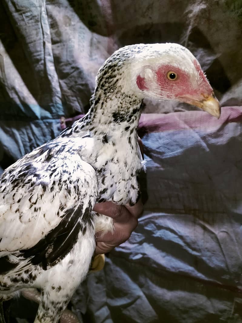 اصلی اور نسلی مرغیاں دستیاب ہیں۔ 1