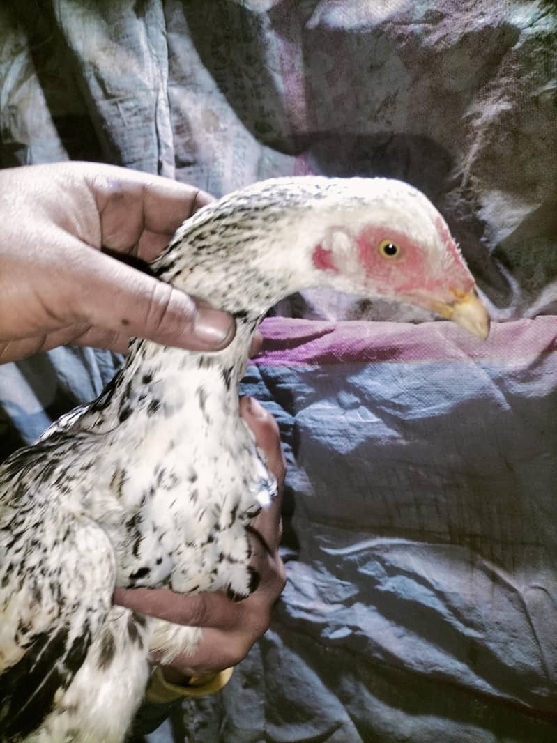 اصلی اور نسلی مرغیاں دستیاب ہیں۔ 2