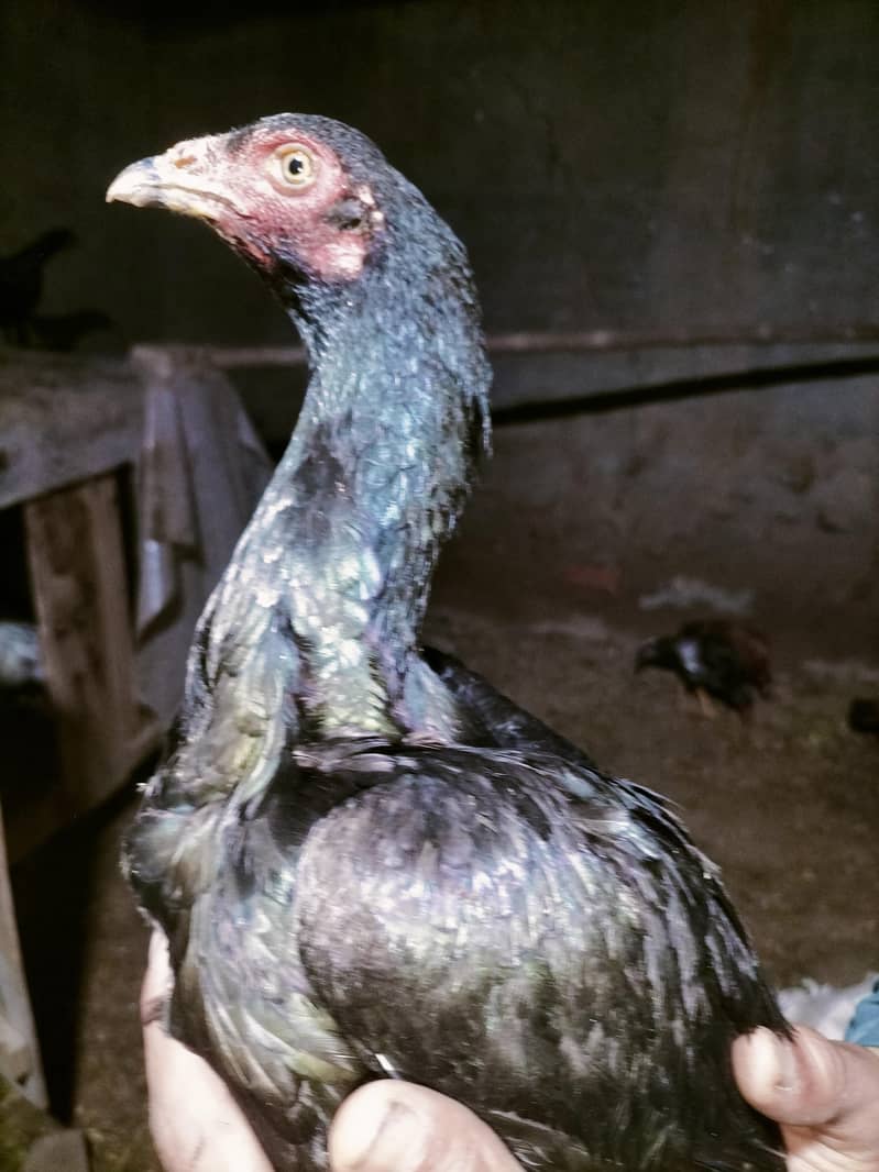 اصلی اور نسلی مرغیاں دستیاب ہیں۔ 3