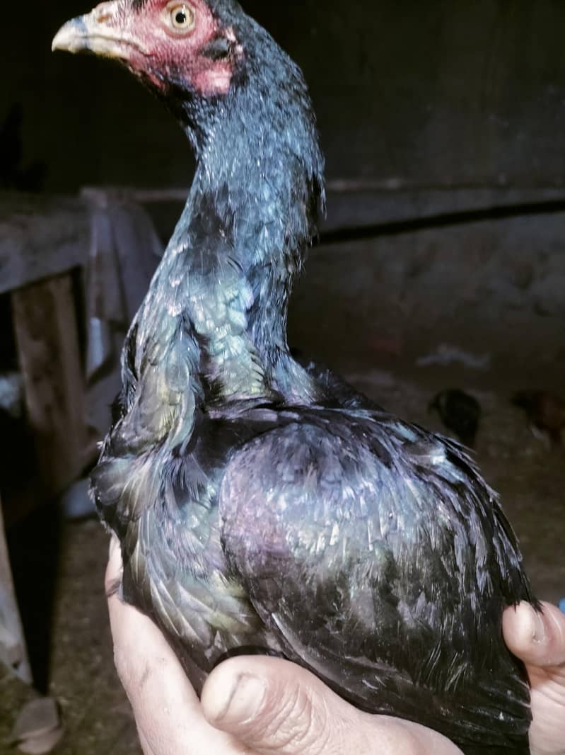 اصلی اور نسلی مرغیاں دستیاب ہیں۔ 4