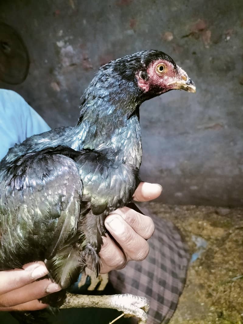 اصلی اور نسلی مرغیاں دستیاب ہیں۔ 5