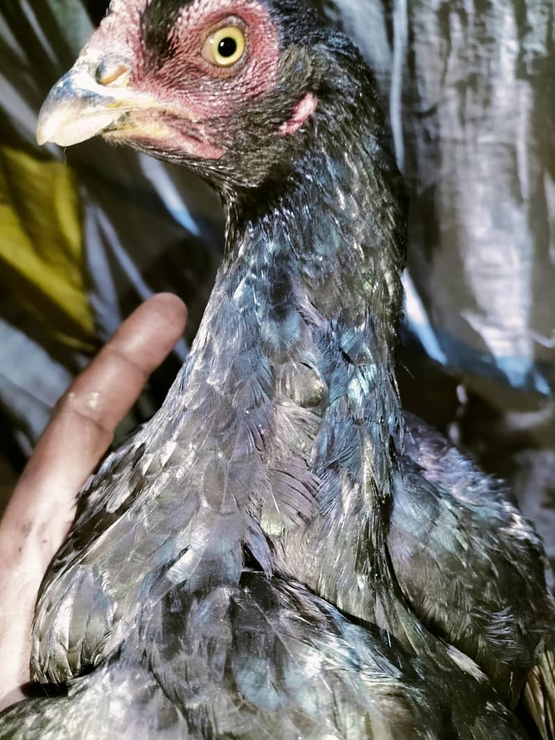 اصلی اور نسلی مرغیاں دستیاب ہیں۔ 6